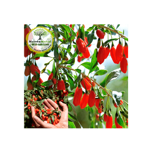 خرید نهال گوجی بری