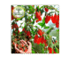 خرید نهال گوجی بری