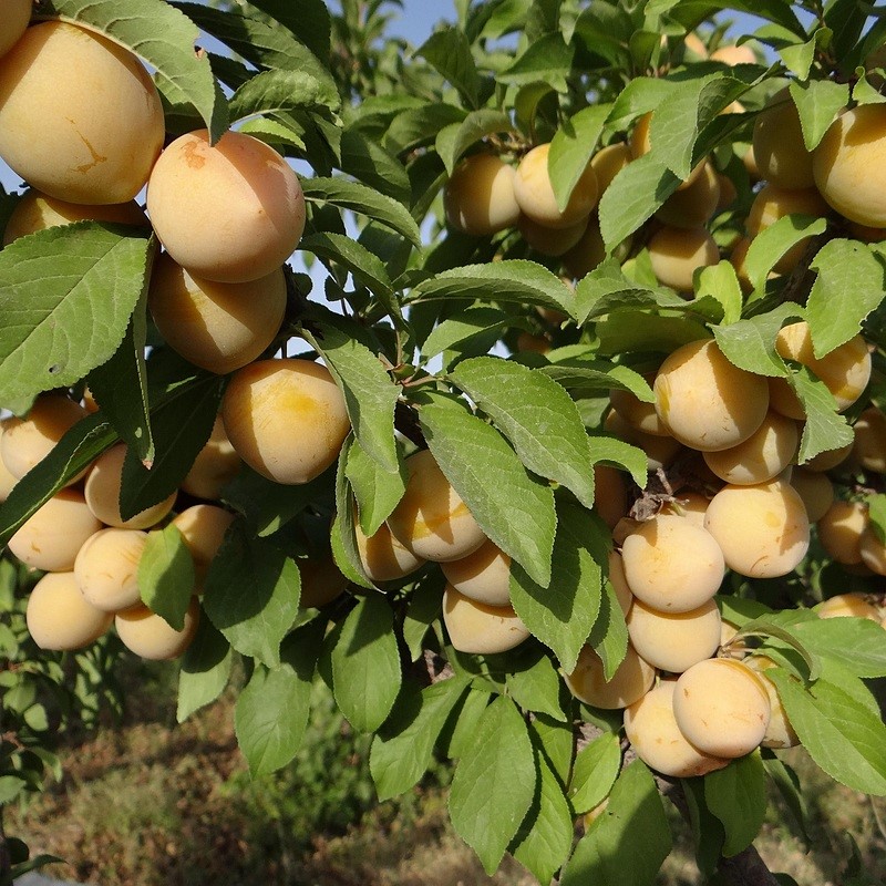 خرید نهال آلو کبرایی