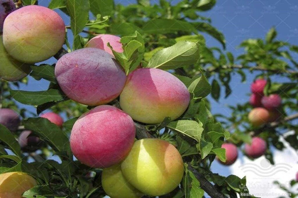 خرید نهال آلو کبرایی