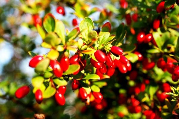 قیمت نهال زغال اخته