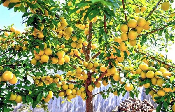 خرید نهال آلو کبرایی