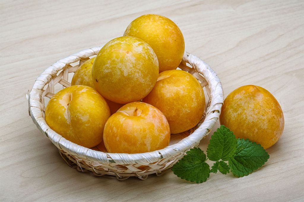 خرید نهال الو کبرایی