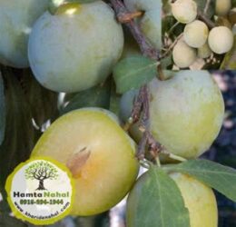 خرید نهال آلو کبرایی