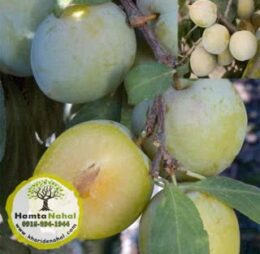 خرید نهال آلو کبرایی