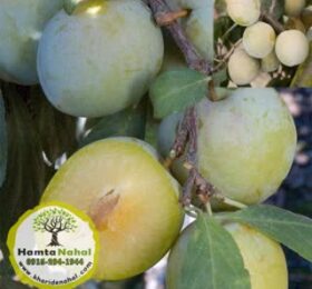 خرید نهال آلو کبرایی