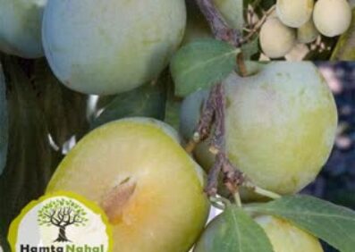 خرید نهال آلو کبرایی