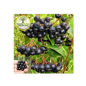 خرید نهال آرونیا بری