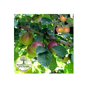 خرید نهال آلو تنسگل