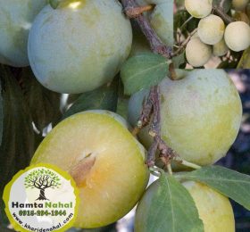 خرید نهال آلو کبرایی