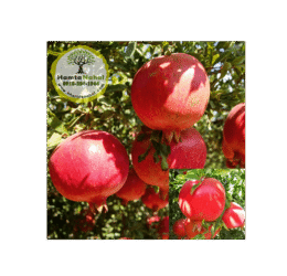 خرید نهال انار فردوس