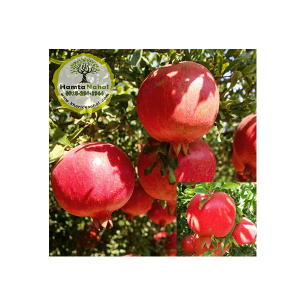 خرید نهال انار فردوس