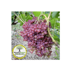 خرید نهال انگور قرمز بیدانه ارومیه