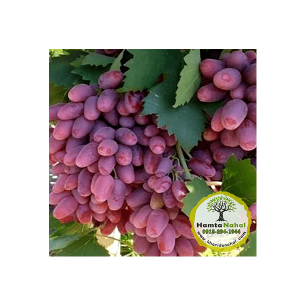 خرید نهال انگور ایرانی جوین - ◆ گلدانی ◆ یک ساله