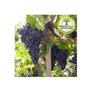 خرید نهال انگور شاهانی قزوین
