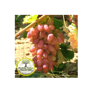 خرید نهال انگور شاهرودی