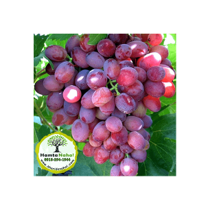 خرید نهال انگور ایرانی صاحبی - ◆ گلدانی ◆ یک ساله