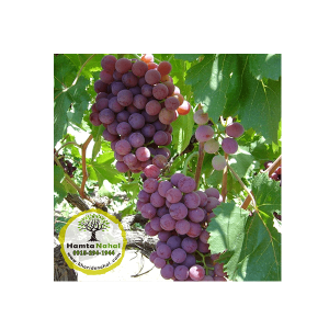 خرید نهال انگور فلیم سیدلس