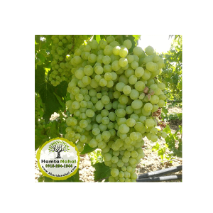 خرید نهال انگور پرلت