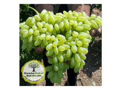 خرید نهال انگور پیکامی