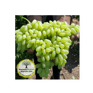 خرید نهال انگور پیکامی