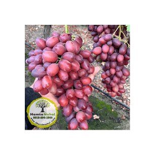 خرید نهال انگور کندری