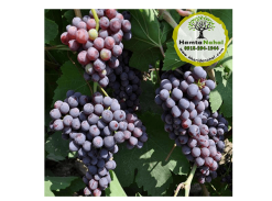 خرید نهال انگور یاقوتی