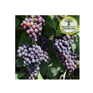 خرید نهال انگور یاقوتی