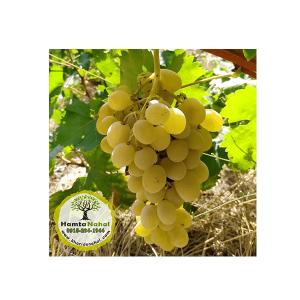 خرید نهال انگور ایرانی عسگری - ◆ گلدانی ◆ یک ساله