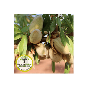 خرید نهال بادام آذر