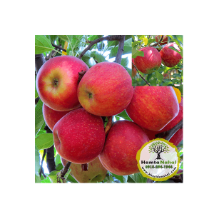 خرید نهال سیب گالا