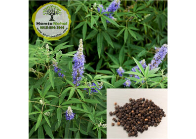 خرید نهال فلفل سیاه