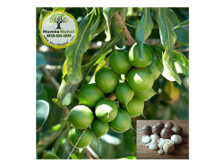 خرید نهال ماکادمیا