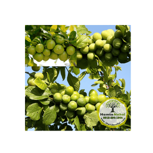 خرید نهال گوجه سبز(شیشه ای )