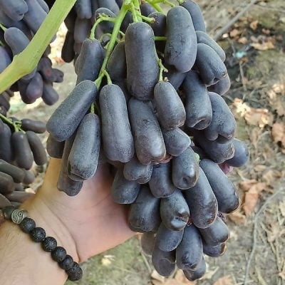 نیاز سرمایی نهال انگور خارجی موندراپ