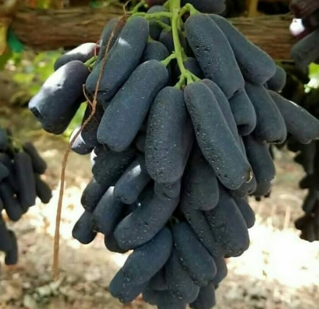 نهال انگور خارجی موندراپ
