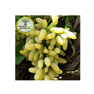 خرید نهال انگور خارجی استوایی زرد - ◆ گلدانی ◆ یک ساله
