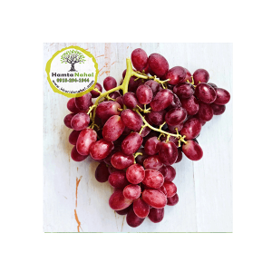 خرید نهال انگور برمودا