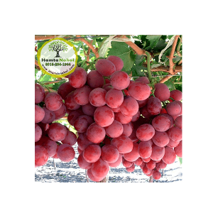 خرید نهال انگور ردگلوب