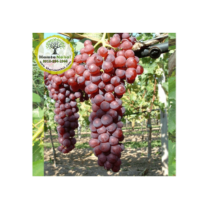 خرید نهال انگور روبی سیدلس