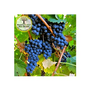 خرید نهال انگور مرلوت