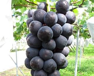  انگور خارجی کابرنت