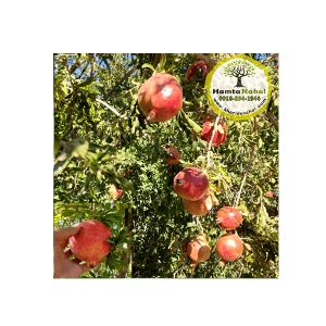 خرید نهال انار بجستان