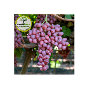 خرید نهال انگور اسکارلت رویال