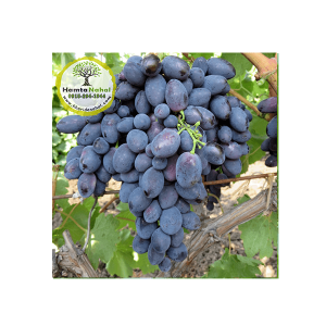 خرید نهال انگور بلک مجیک