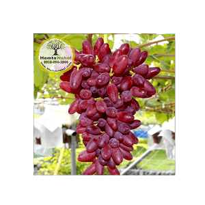 خرید نهال انگور رد فینگر