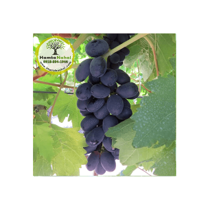 خرید نهال انگور خارجی شارادسیدلس - ◆ گلدانی ◆ یک ساله