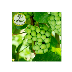 خرید نهال انگور وایت گلوب