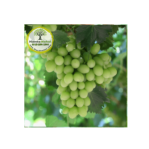 خرید نهال انگور ویکتوریا