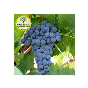 خرید نهال انگور خارجی پریما